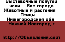 Выставочные попугаи чехи  - Все города Животные и растения » Птицы   . Нижегородская обл.,Нижний Новгород г.